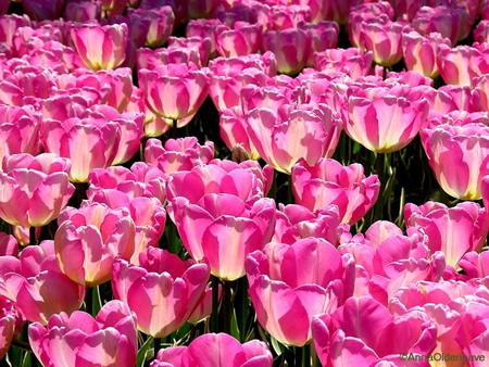 Field of Pink Tulips - flowers, field, pink, tulips