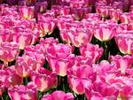 Field of Pink Tulips