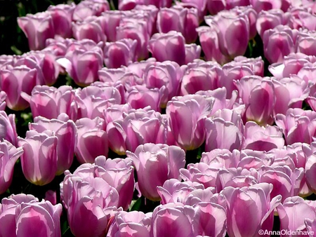 Purple Tulips - field, flower, purple, tulips