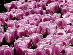 Purple Tulips