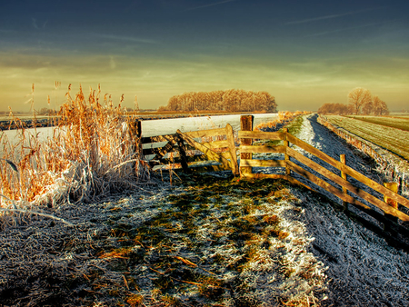 Winter Field - golden trees, fence, gate, snow, winter, field