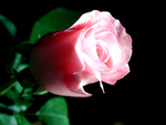 Pink Rose 