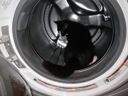 Inspecter la`Cat - spin kitty, curiosity, black cat, cat in washer