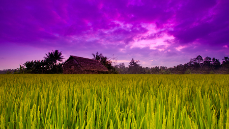 Purple Sky - hut, sky, purple, beautiful, green, crop, field