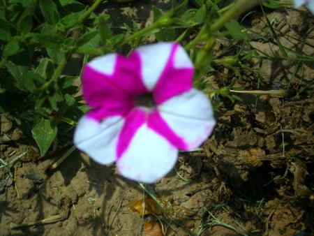 flower - flower, nature, beautiful