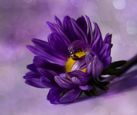 Purple Beauty - purple, ladybug, macro, beauty, lovely, flower