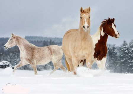 Horses - horses