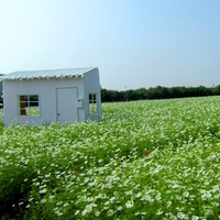 cosmos flower field