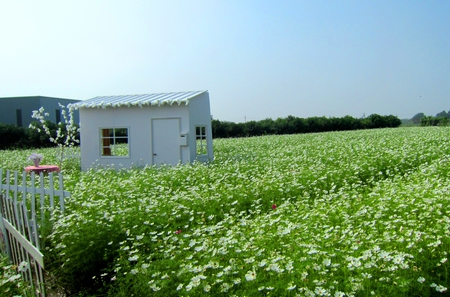 cosmos flower field - pretty, white, cosmos, cabins, blooming