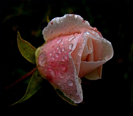 rosebud - flowers, raindrops, nature, pink, rosebud