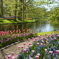 Keukenhof gardens.