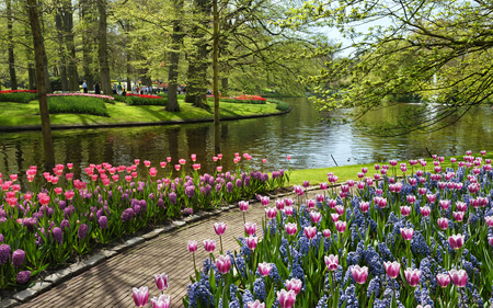 Keukenhof gardens. - lake, tree, keukenhof, path, garden, flower