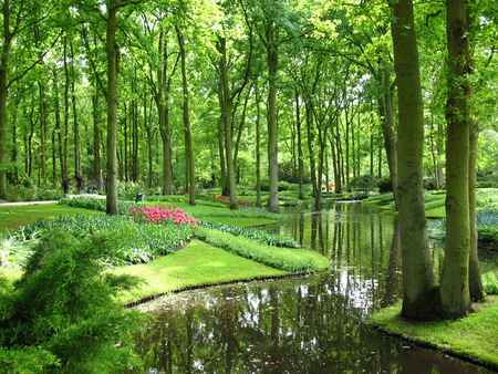 Gardens of Keukenhof. - path, keukenhof, garden, lake, grass, flower, tree