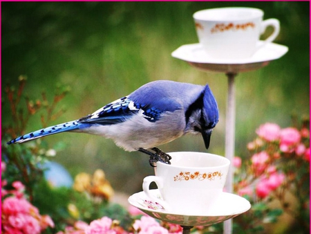 A Cup of Jay. - bird, garden, jay, flower, cup