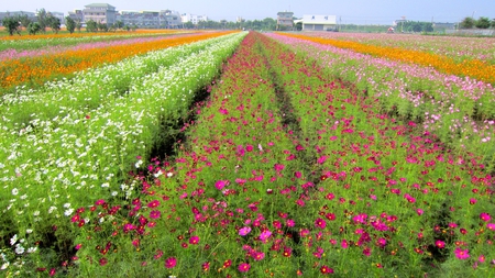 colourful flower field - pretty, cosmos, colourful, field, blooming