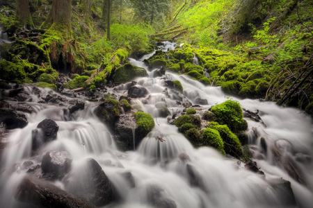 Fairy Falls Trail, Columbia River Gorge, Oregon - trail, waterfall, rock, forest, tree