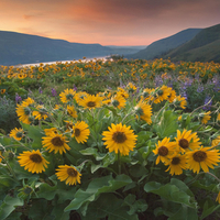 Rowena Sunrise, Tom McCall Preserve, Oregon