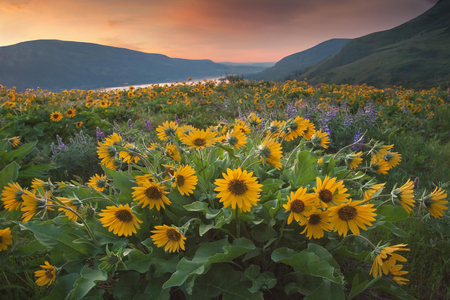 Rowena Sunrise, Tom McCall Preserve, Oregon - cloud, sky, flower, preserve, mountain, sunrise