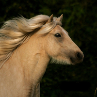 Beautiful Horse