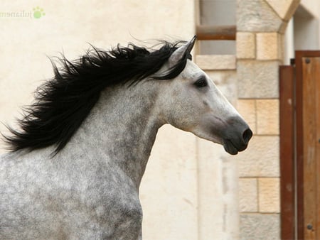 Beautiful face - horses