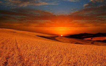 Sunset over wheat fields