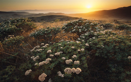 â•°â˜†â•®áƒ¦ â€california's wild crusadeâ€áƒ¦ â•°â˜†â•® - sunshine, california, flowers, mountain