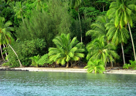 Beach and sea - sea, palms, nature, beach