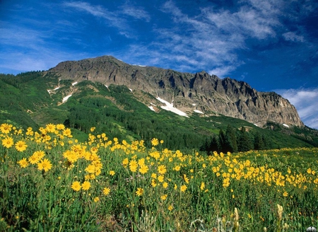 Mountains - nature, mountains, flowers, other