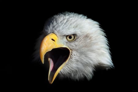 bald_eagle_head. - head, bird, eagle, animal, bald, 3d