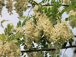 WHITE ACACIA FLOWERS