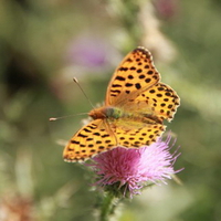 BUTTERFLY ON THISTLE