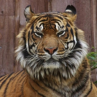 Strict-tiger