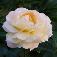 YELLOW PINK ROSE