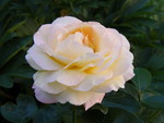 YELLOW PINK ROSE