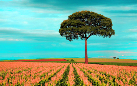 ╰☆╮ღ ❀ tree in the field❀ღ ╰☆╮ - field, wheat, tree, green