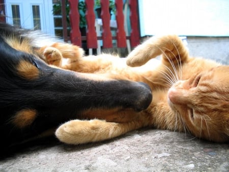 Good Friends - dog, carpet, floor, cat