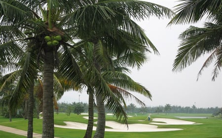 â•°â˜†â•®áƒ¦ â€coconut tree â€áƒ¦ â•°â˜†â•® - coconut, water, tree, asia