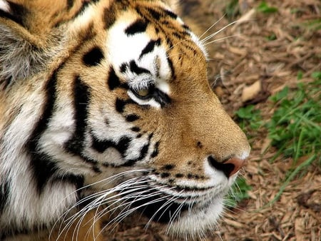 Tiger - cat, fur, tiger, large