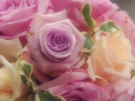 bouquet roses - nature, roses, soft, 3d, flowers, colors