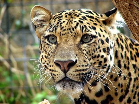 Leopard - cat, leopard, fur, wild