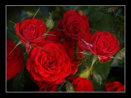 Roses_sucrees - nature, flowers, rose, red