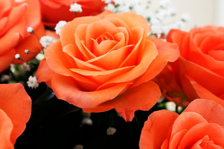 roses_8 - nature, roses, 3d, orange, flowers