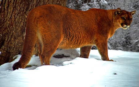 COUGAR - predator, puma, mountain lion, wild, cat