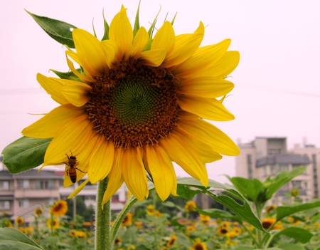 Sunflower - sunflower, bee, house, flower field