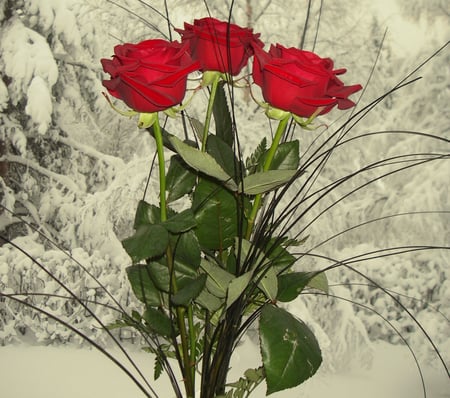 Beautiful red Roses - nature, roses, red, beautiful