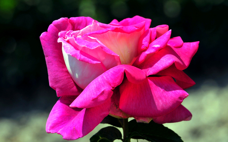 Pink Rose Lover Hearts of DN - nature, beautiful, photography, rose, lovely, photo, flower, pink