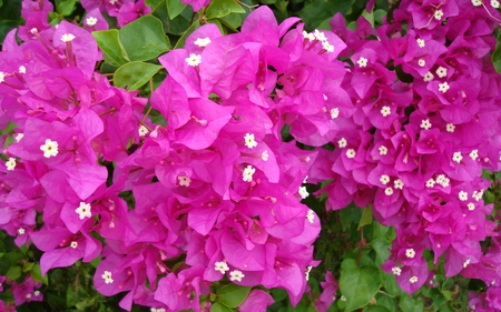 Bougainvillea fuschia colored flowers.. - passion, prosperity, brightness, beautiful