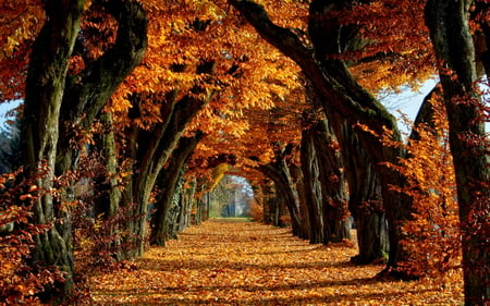 Autumn - season, beauty, nice, autumn, trees, photography, great, road, path, amazing, view, pretty, cool, walk, park, place, lovely, nature, beautiful, alley, leaves, colors