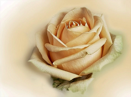 Rose - beauty, nice, soft, delicate, great, rose, lovely, drawing, art, amazing, cool, pretty, beautiful, gently, flower, elegantly