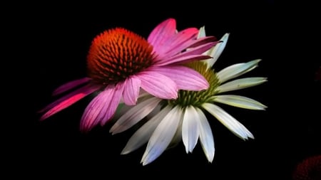 Echinacea (coneflower). - coneflower, flower, echinacea, petal